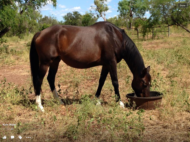 Illyria Blue and Glencoe Patricia