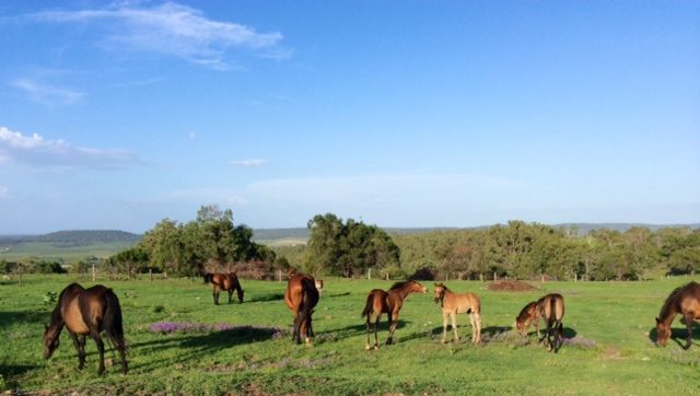 Broodmares and Foals