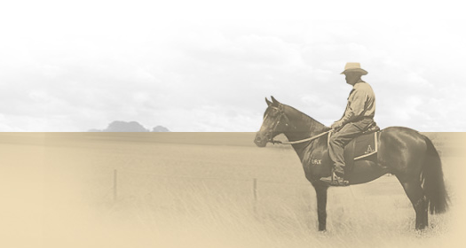 Glencoe Stock Horses