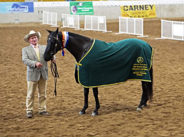 Glencoe Posh Champion