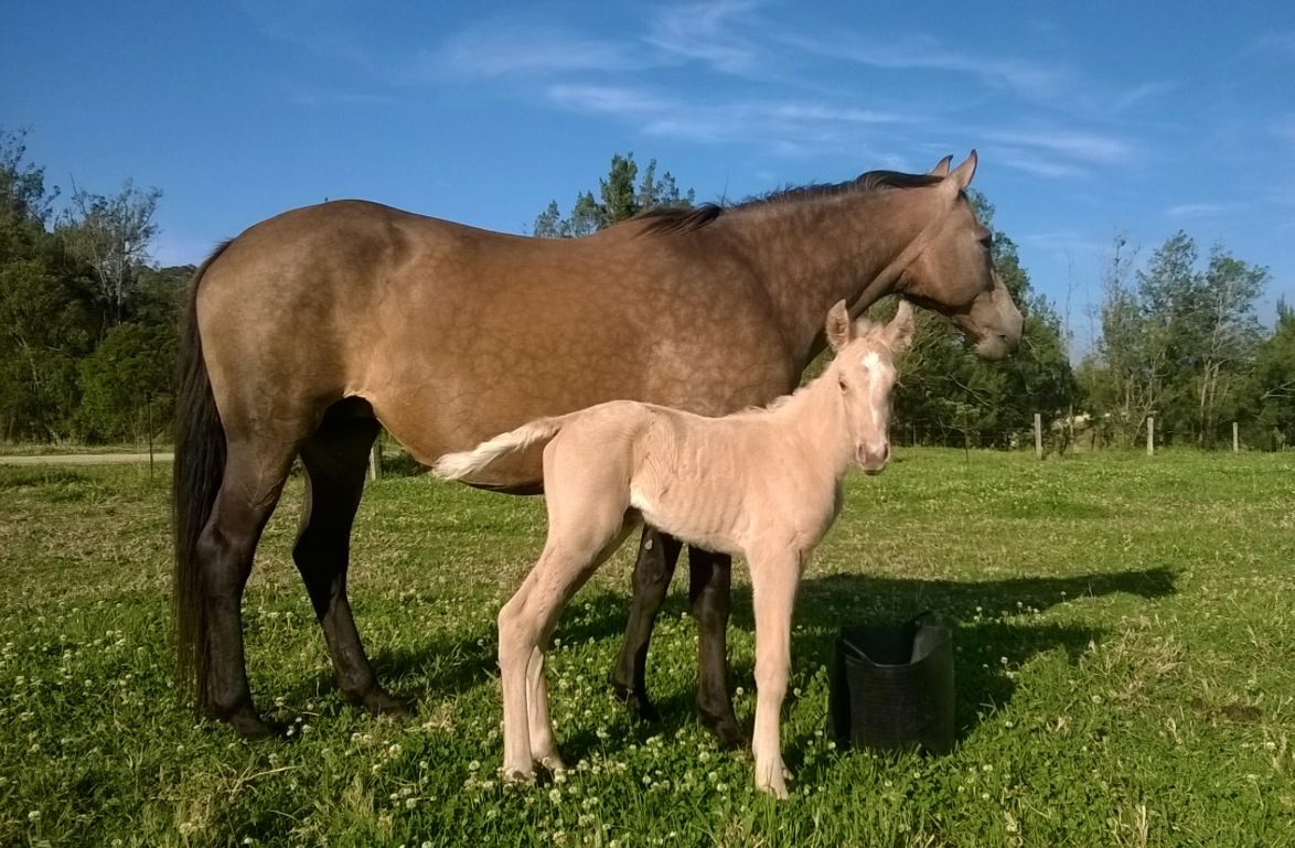 Surprise color foal