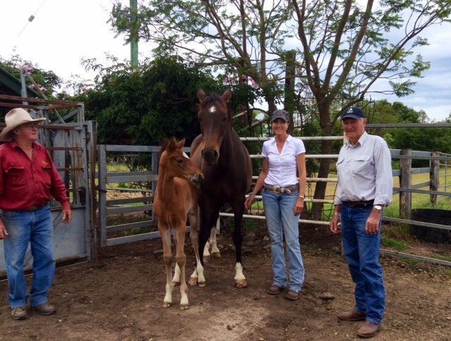 Checking out colt foal