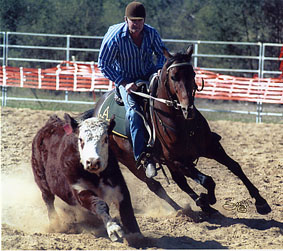 Glencoe Abstract Campdrafting