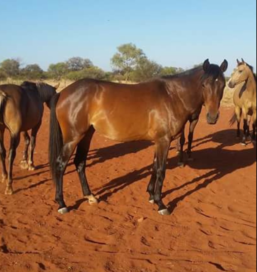 Glencoe Karma after breaking