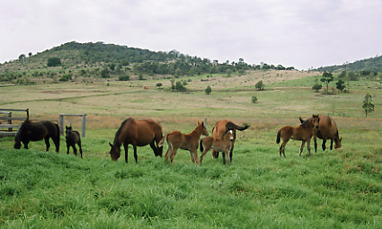 Broodmares