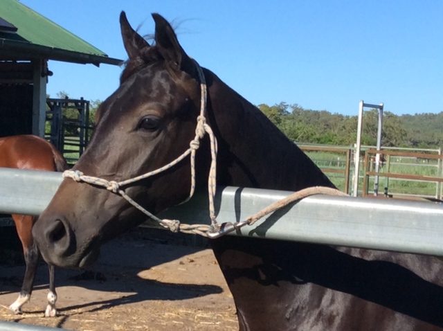 Glencoe Zalie 14 months