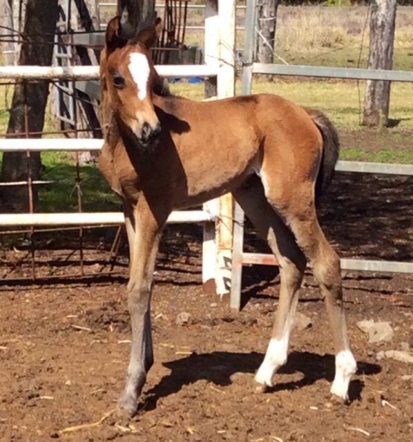 Zampatti foal