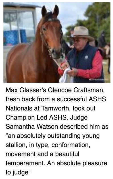 Chinchilla Show 2015