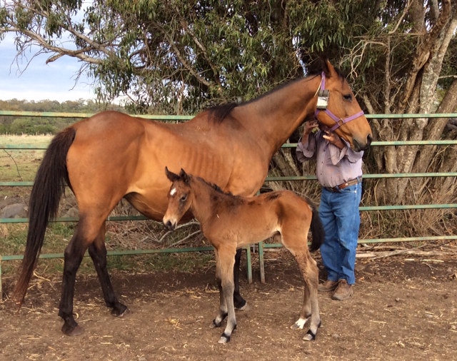 Craftsman's baby brother