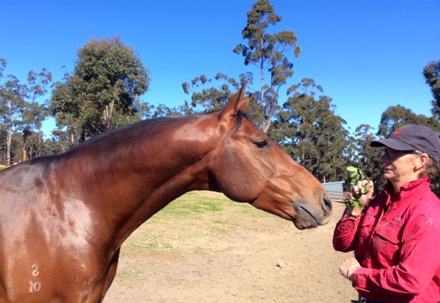Glencoe Craftsman at Willinga Park