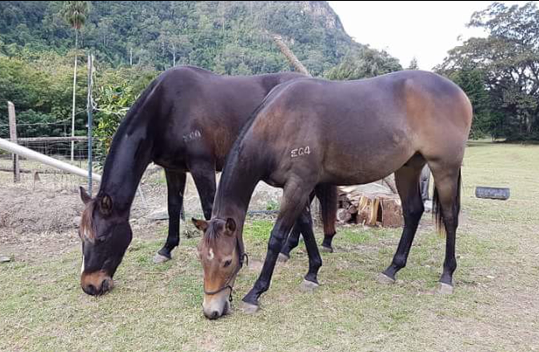 Snap Chat and Boston mates