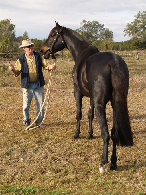 Glencoe Last Word at 6 years