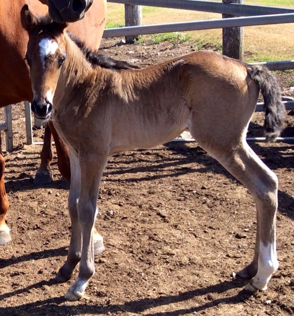 Glencoe Small Talk arrival