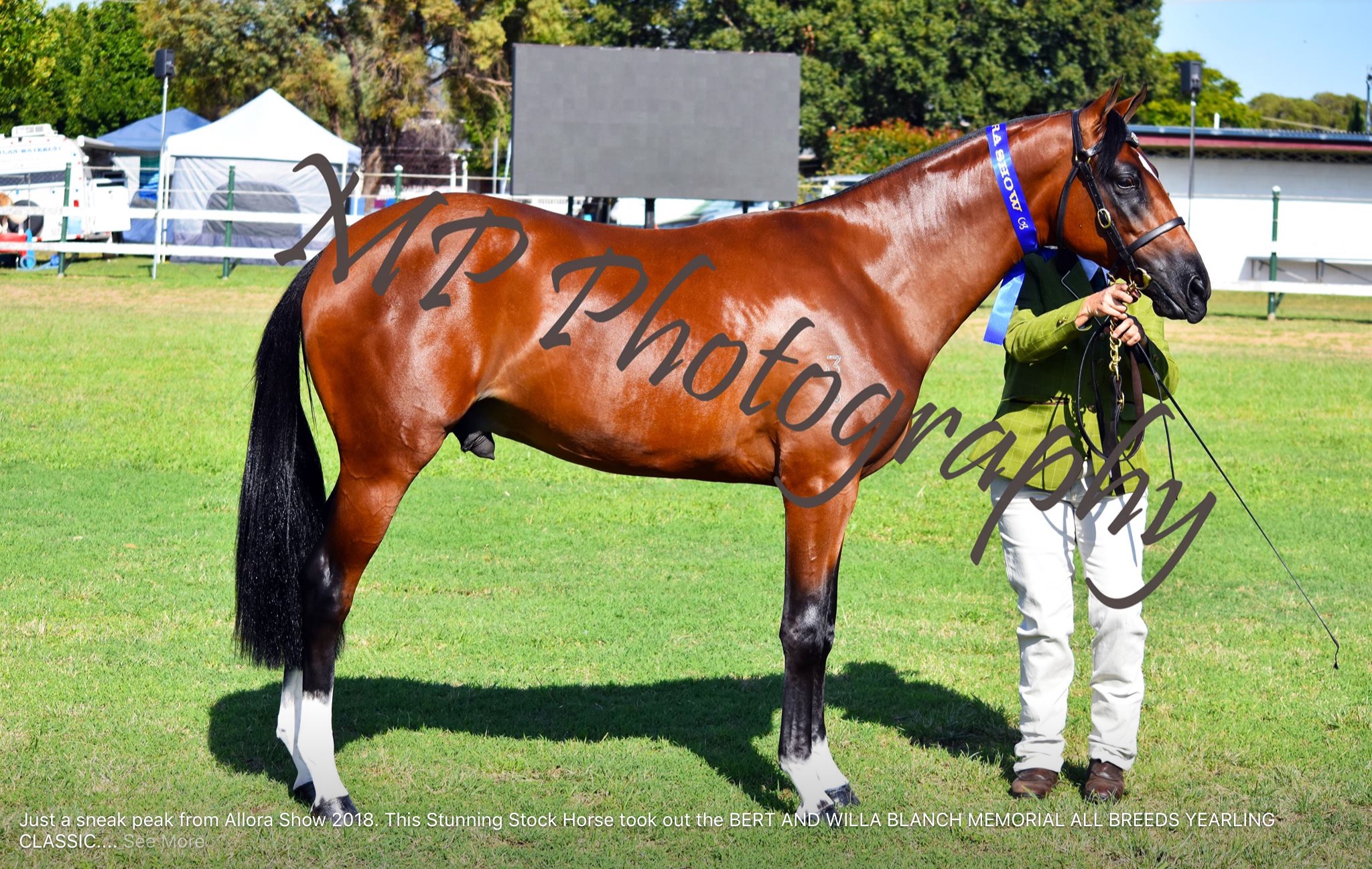 Perfect Pete at Allora