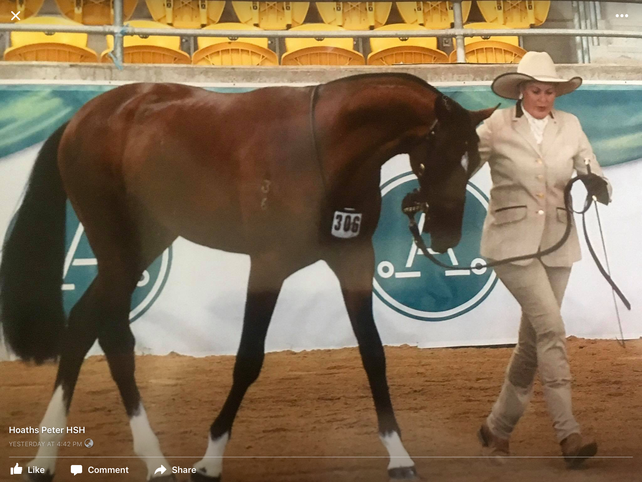 ASH Nationals yearling class