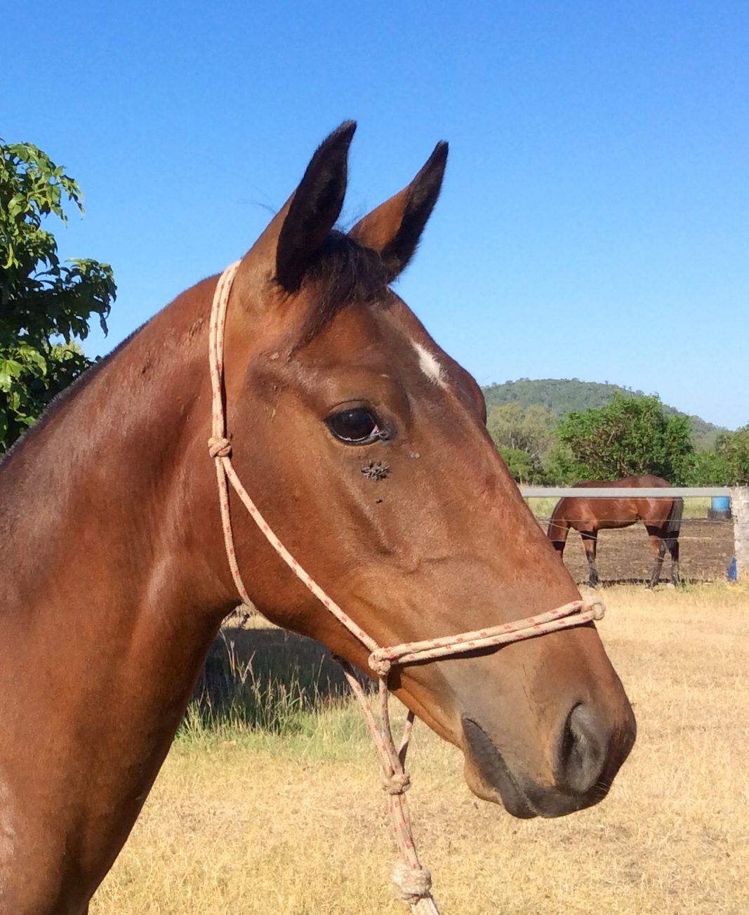 Glencoe Trade Secret