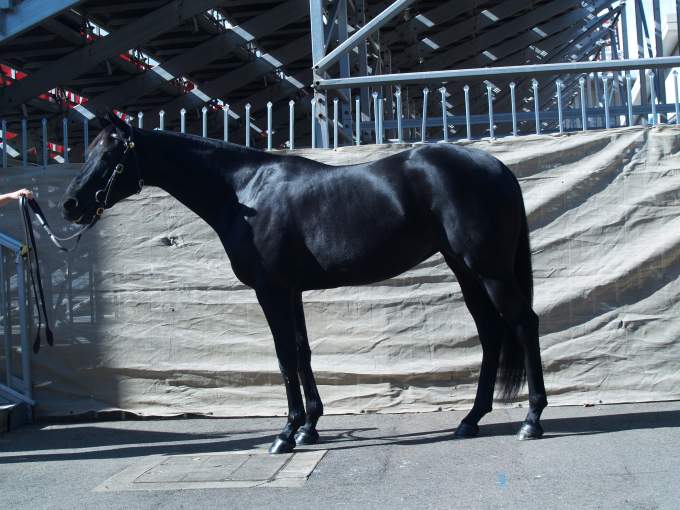 Glencoe Posh Sydney 2010